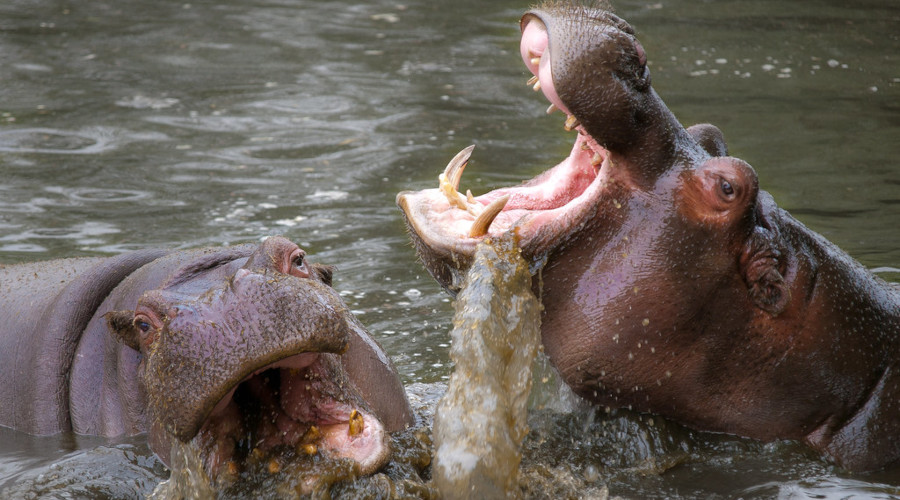 11 Days 10 Nights Safari to Nairobi, Ol Pejeta, Nakuru, Masai Mara, Naivasha, Amboseli, and Tsavo East 1