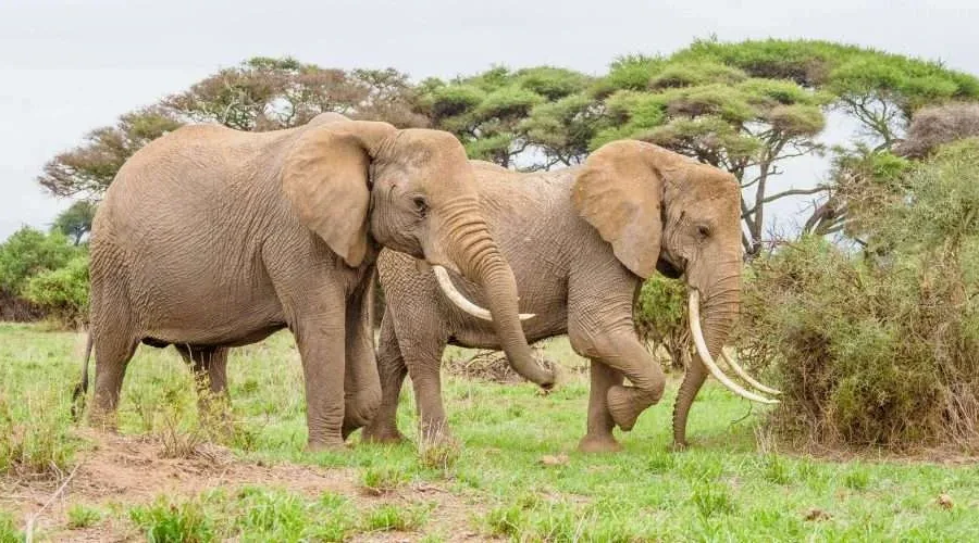 5 Days : 4 Nights Safari – Amboseli , Naivasha , Nakuru , Ol Pejeta