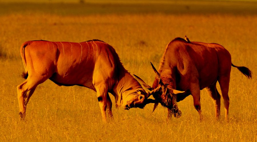 6 Days : 5 Nights Safari – Masai Mara, Naivasha , Amboseli