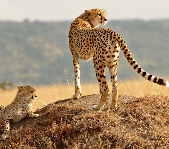 Chettah in Maasai Mara - Kenya