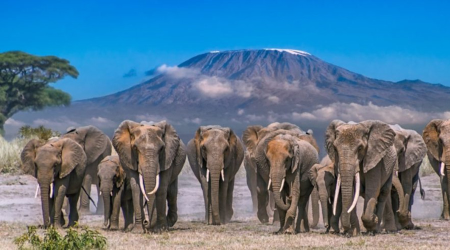 Daytrip to Amboseli National Park.